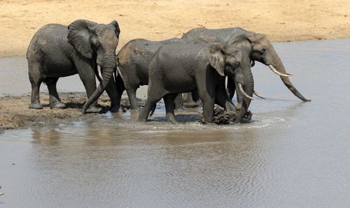 Free stock photo of african elephant, big 5, big five Stock Photo