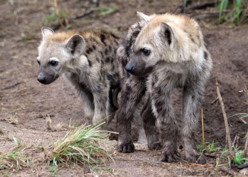 Free stock photo of african wildlife, baby animals, hyena Stock Photo