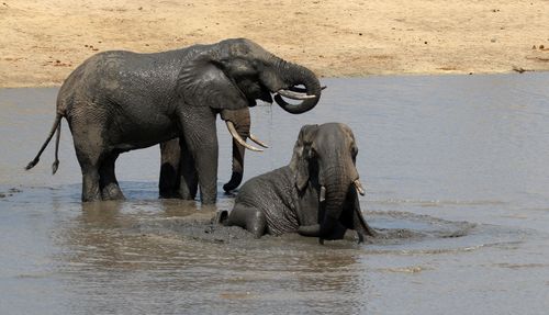 Free stock photo of african elephant, big 5, big five Stock Photo