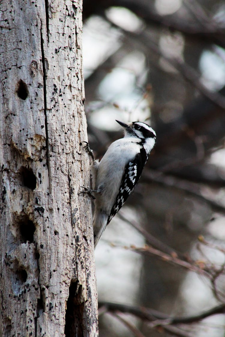 Woodpecker Hollowing Tree Bark In Forest