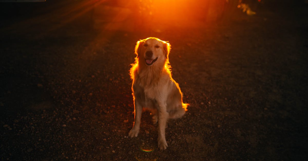 How to stop neighbors dog from barking all night