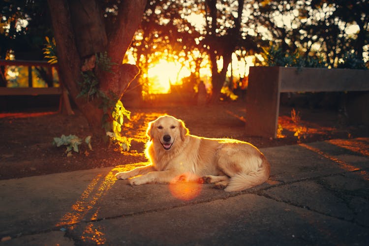 Charming Dog On Pavement Near City Park At Colorful Sundown