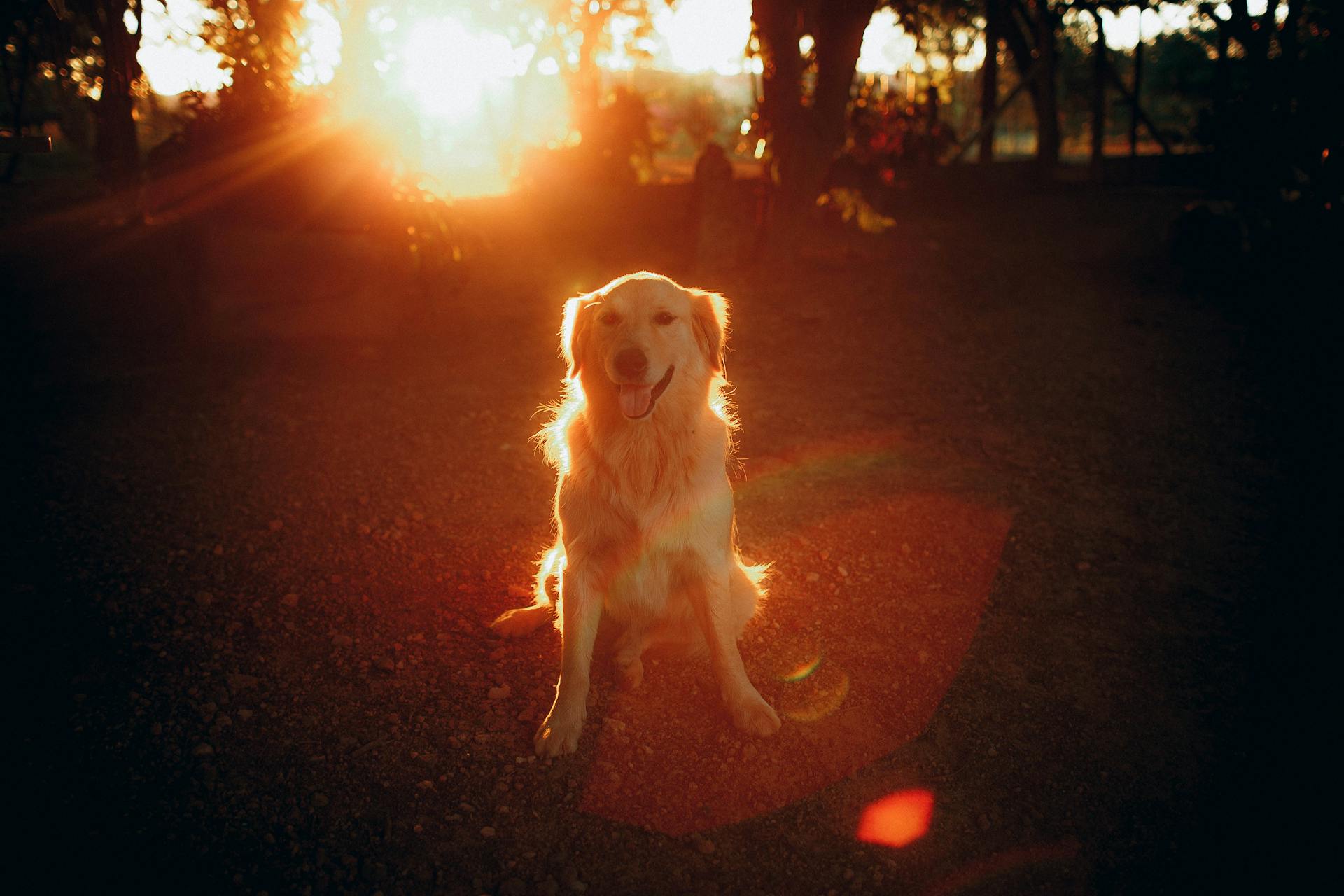 From above of charming purebred dog sitting with tongue out on pavement at bright sundown and looking at camera in back lit in town