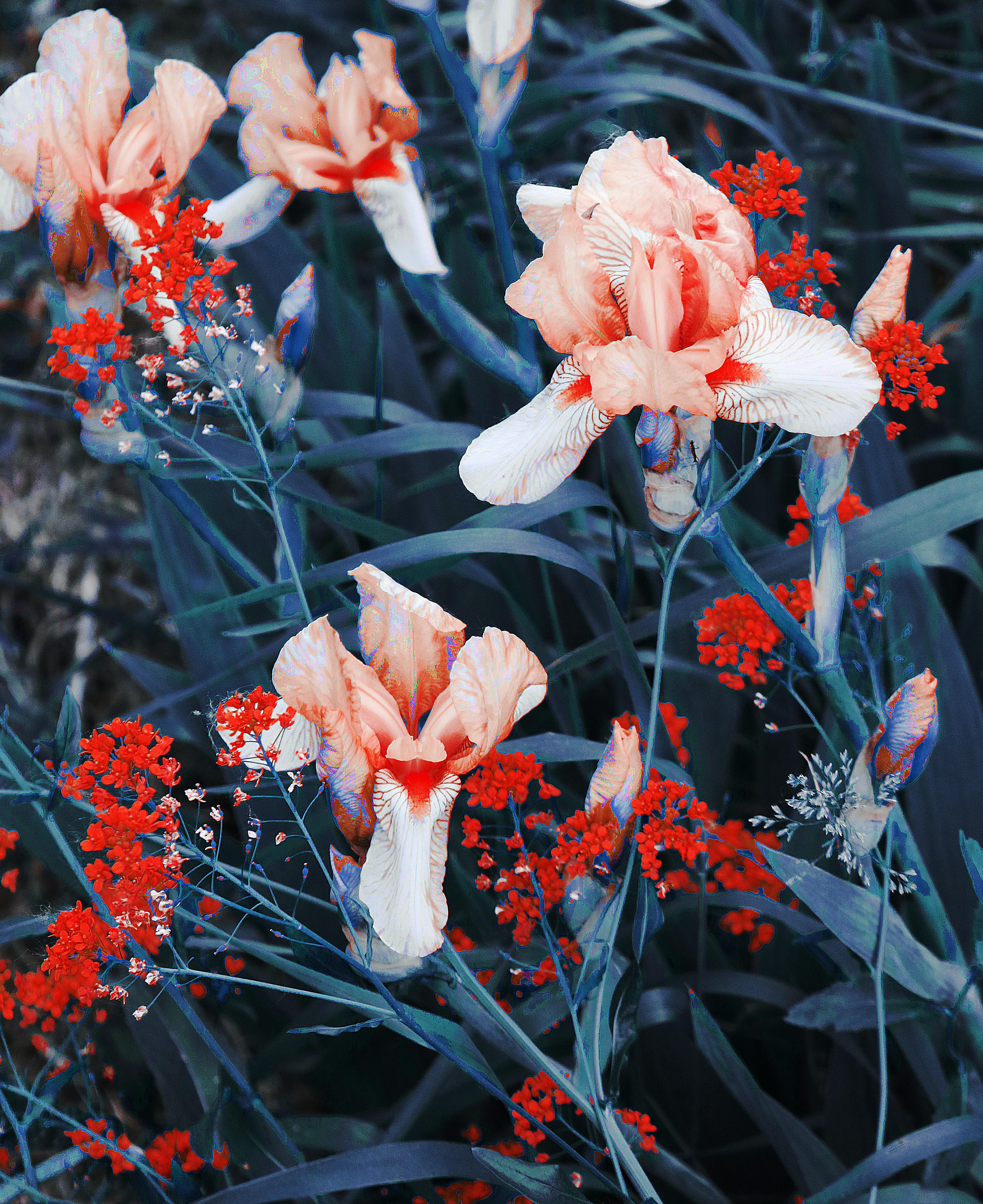 Bright blooming flowers with tender petals in park · Free Stock Photo