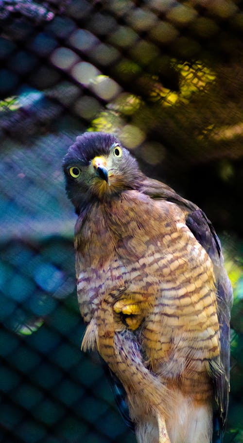 From below of focused carnivorous bird with striped plumage on belly and pointed beak looking at camera while sitting on dry twig in zoo