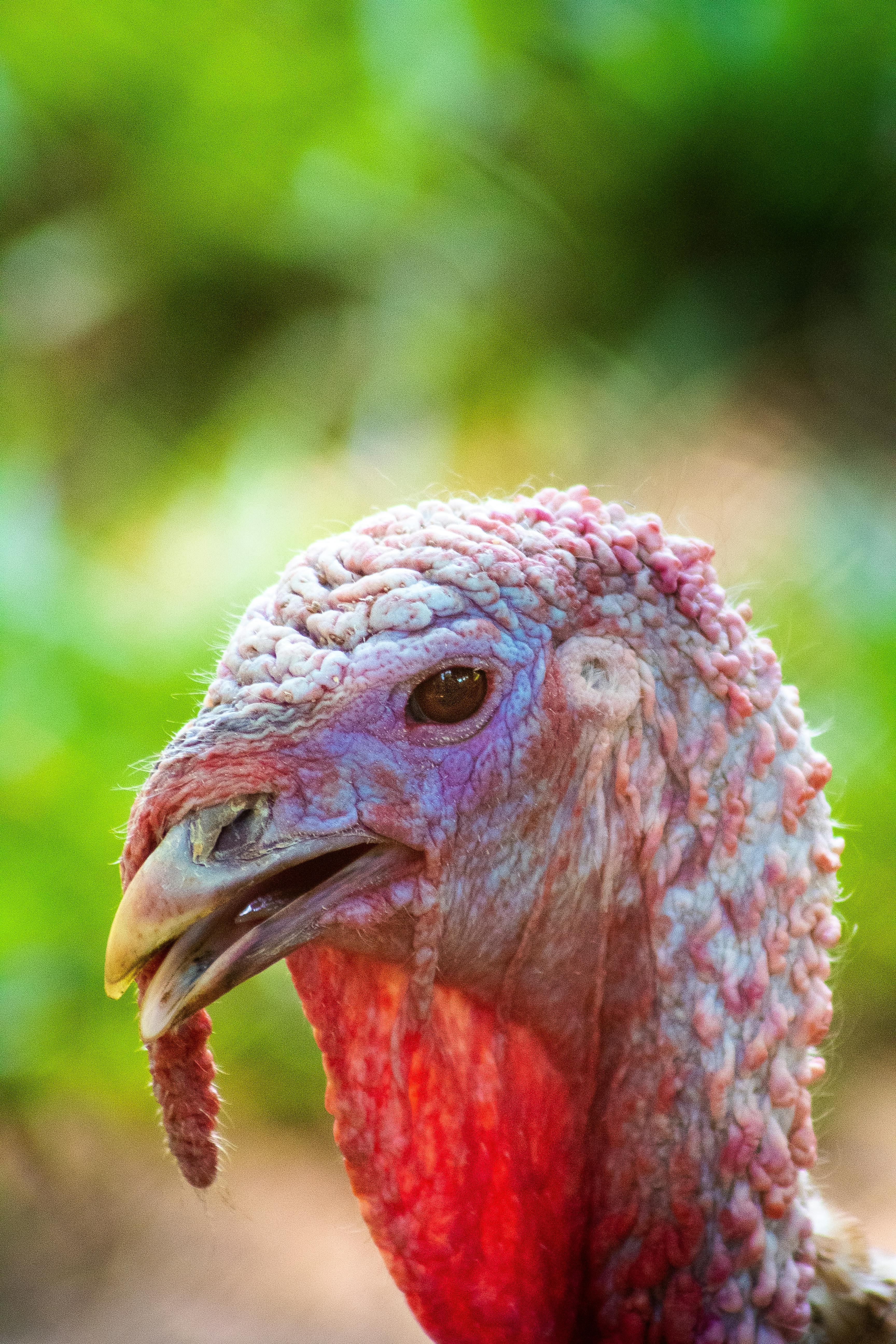 wild turkey with bright skin in summer in zoo