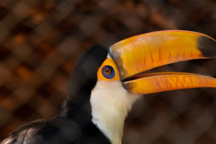 Colorful Toucan With Big Beak In Zoo