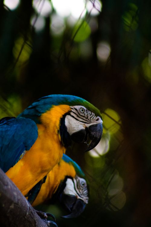 Free From below side view of exotic parrot with bright yellow and blue plumage and big beak sitting on dry tree branch while looking away in zoo Stock Photo