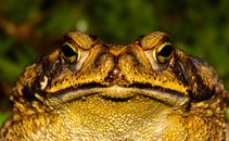 Closeup frog sitting near green plants in sunny day in summer time and looking at camera