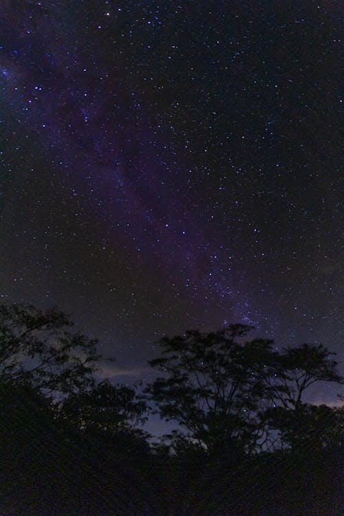 Trees growing under Milky Way sky full of sparkling stars at dark night time