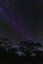银河系夜空下，树木在黑暗中生长，缀满了闪闪发光的星星