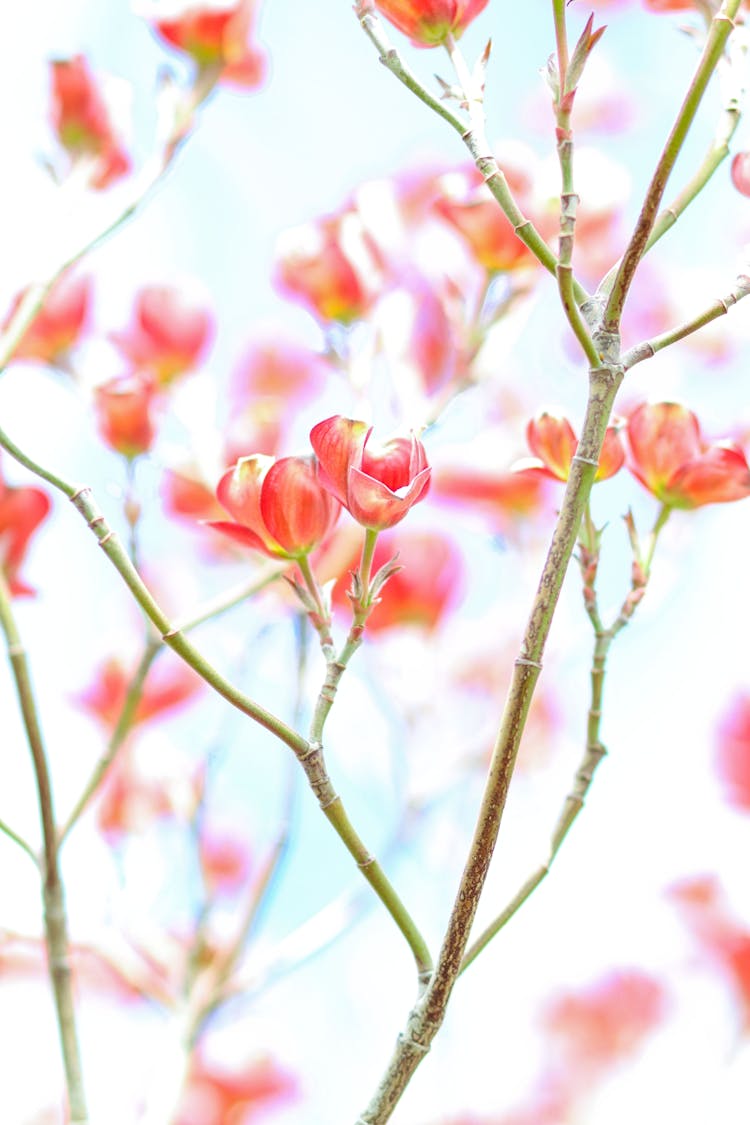 Dogwood Flowers In Bloom