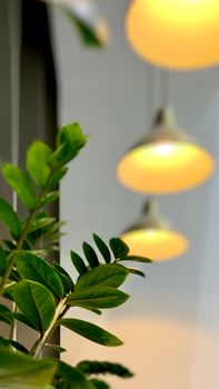 Flowering plant with green leaves placed under blurred bright lamps hanging on white ceiling