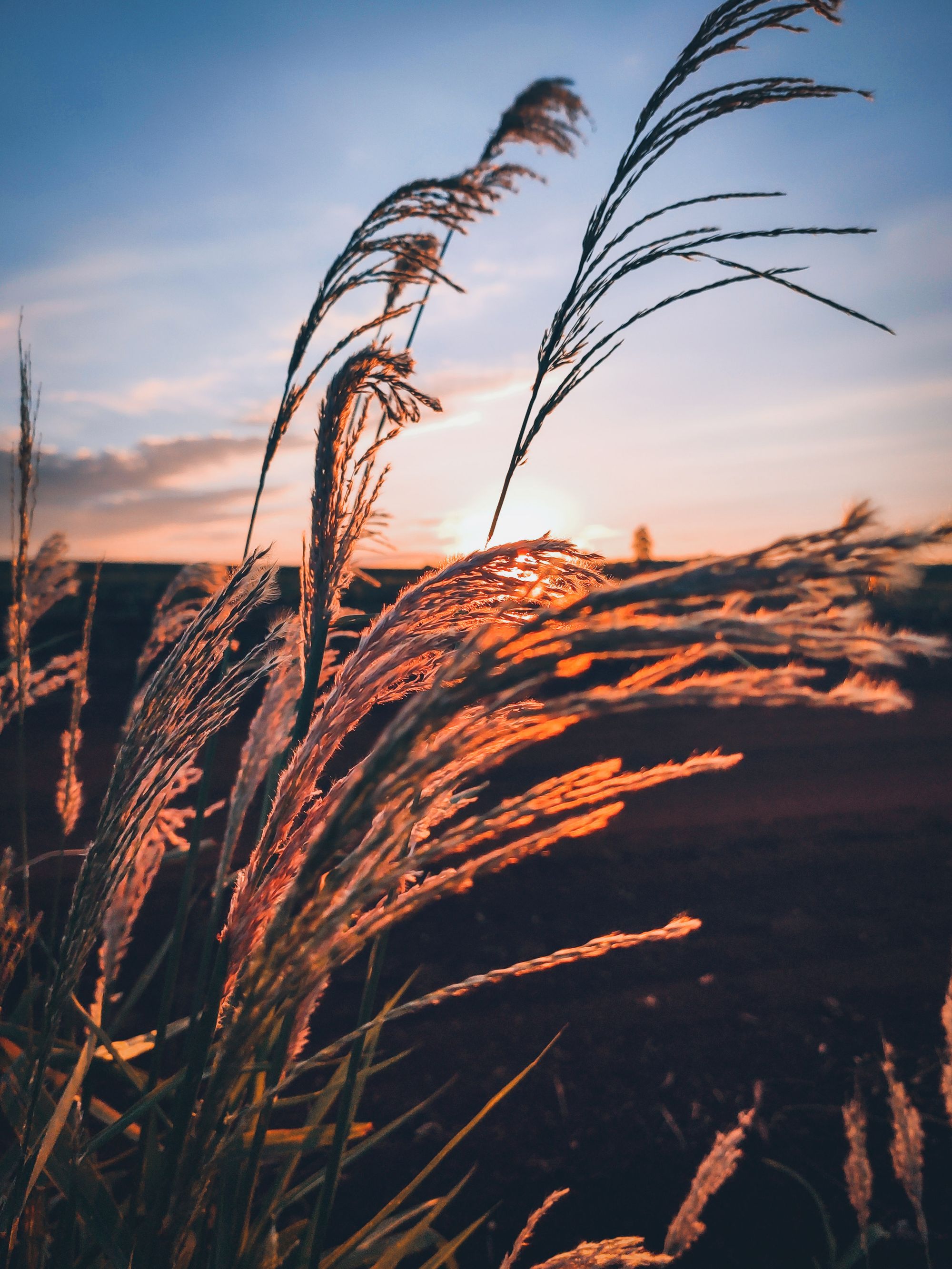 Tall grass glowing in golden evening light
