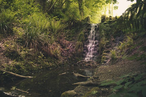 Безкоштовне стокове фото на тему «Водоспад, ліс, навколишнє середовище» стокове фото