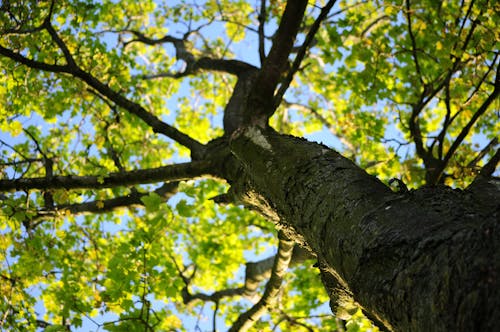 Foto d'estoc gratuïta de arbre, auró, escorça