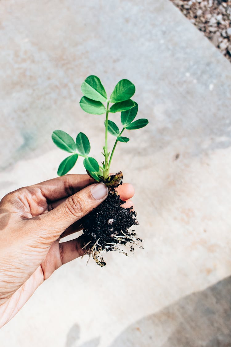 Crop Person Holding Sprout With Roots In Soil