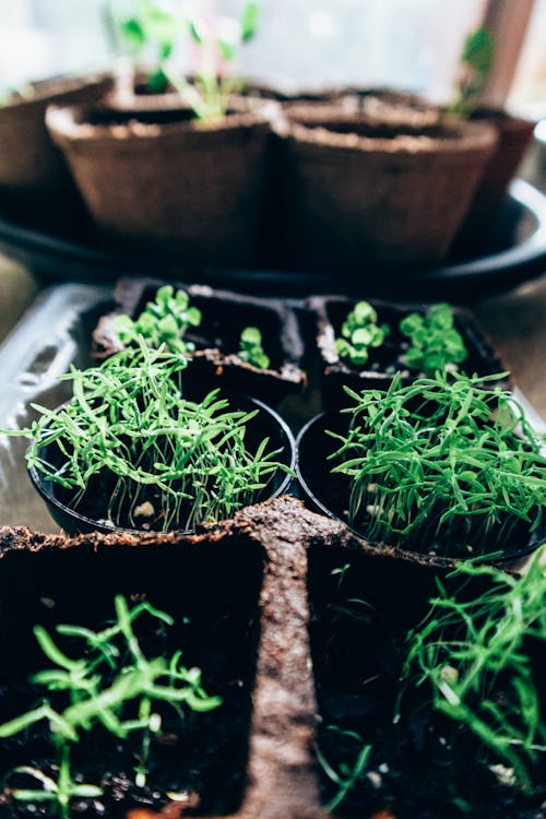 Free Paper pots with young green plants Stock Photo