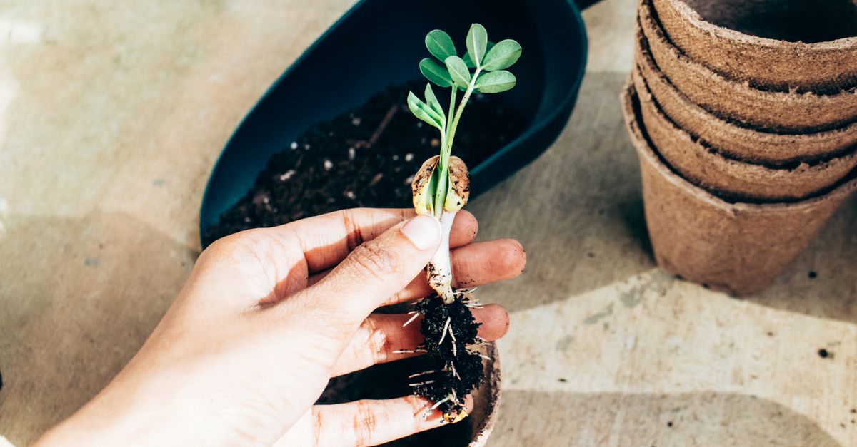 close-up of hands planting a small tree in soil, metaphor for growing a business