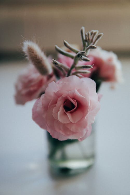 Pink Roses on Glass Vase in Close Up Photography