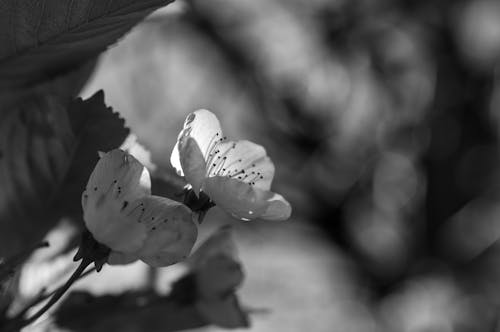 grátis Foto profissional grátis de escala de cinza, flor de cerejeira, flora Foto profissional