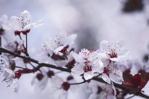 Closeup blossoming cherry flowers with fragile white petals growing on twig in spring garden