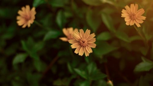 Free stock photo of beautiful flower Stock Photo