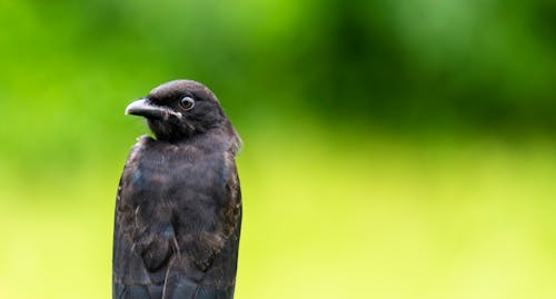 Free stock photo of bird s beak, birds, black drongo