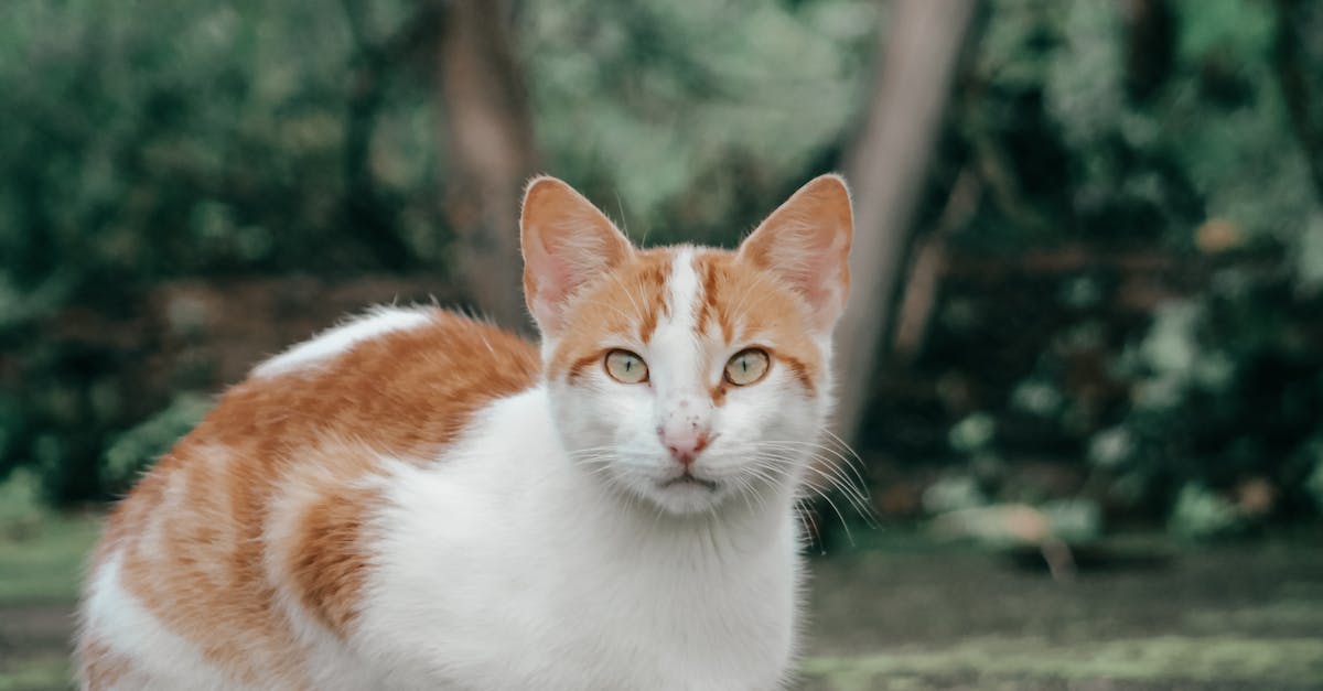 Adorable domestic cat in summer garden