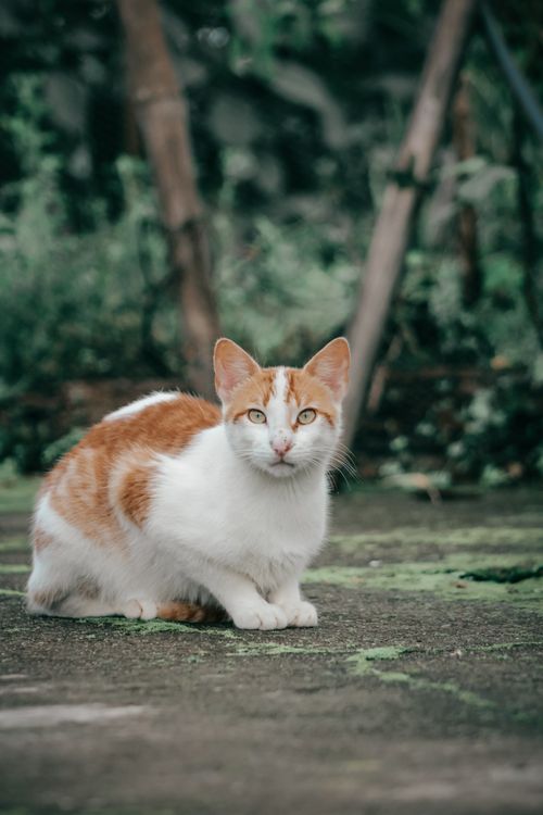 Free Full body cute fluffy cat with white and red fur resting on ground in garden and looking away with curiosity Stock Photo