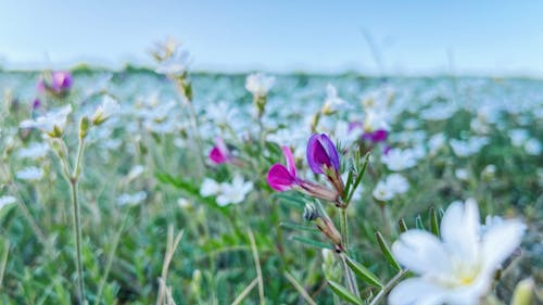 Kostenloses Stock Foto zu blumen, blumenfeld, feld