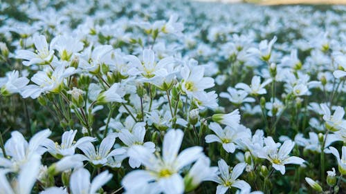 Ilmainen kuvapankkikuva tunnisteilla blumen, blumenfeld, hampuri