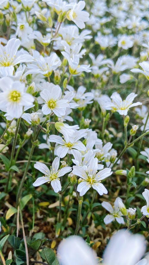 Ilmainen kuvapankkikuva tunnisteilla blumen, blumenfeld, feld