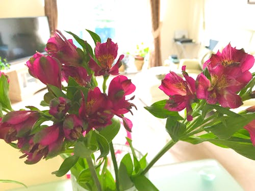 Foto stok gratis bunga-bunga indah