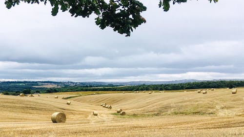 Photo of a Hay Field Under a Cloudy Sky