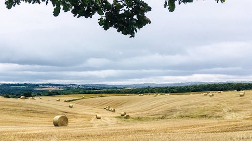 Foto d'estoc gratuïta de agricultura, bala, camp