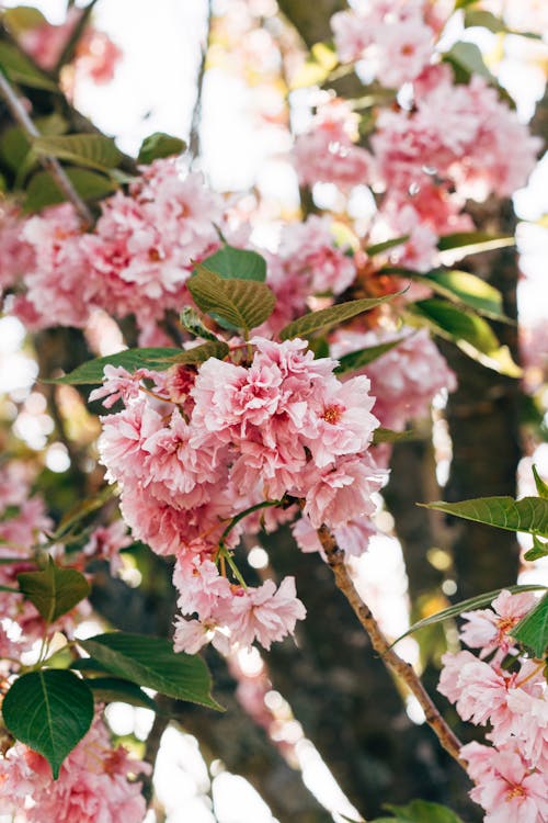 Selective Focus Photo of Beautiful Prunus Kanzan Flowers