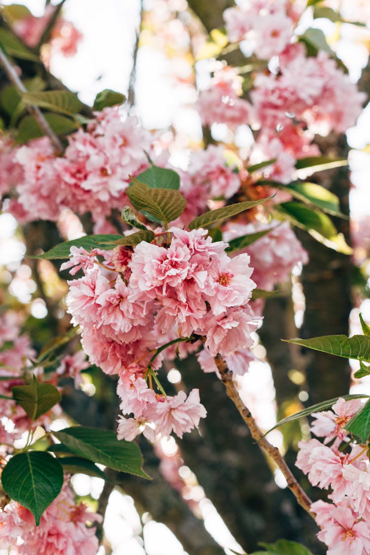 Selective Focus Photo Of Beautiful Prunus Kanzan Flowers