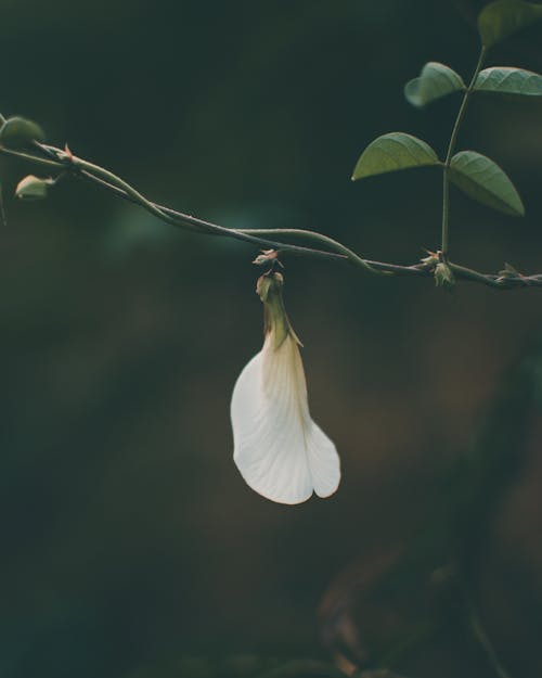 Blossoming green pea white flower blooming on thin fragile twig on agricultural field during spring day