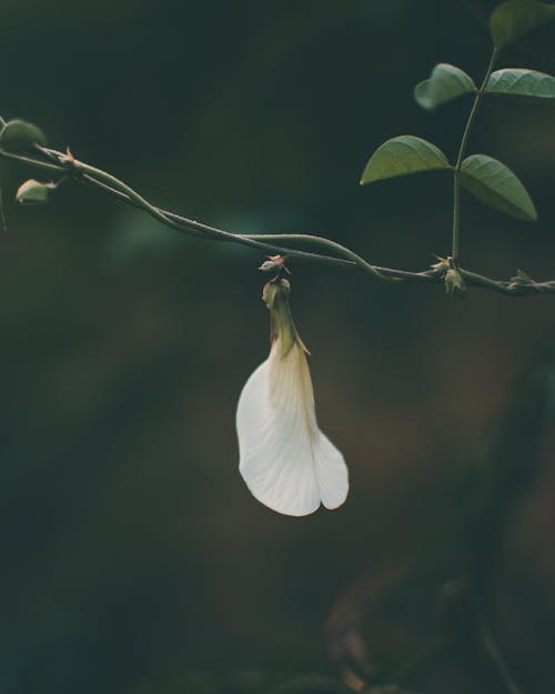 Gratis lagerfoto af aroma, bane, blad