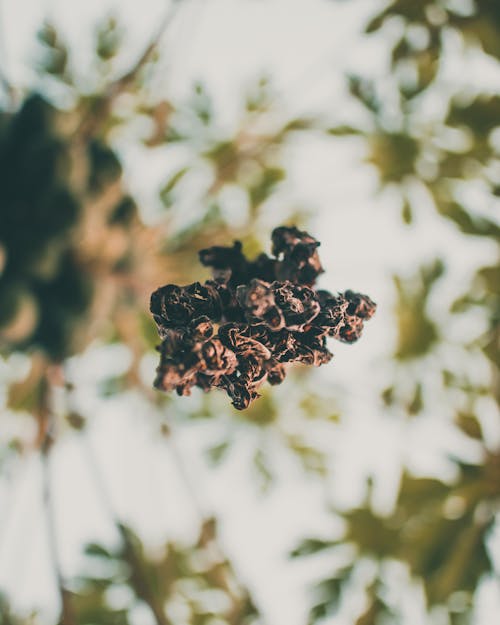 Branch with dry leaves in garden