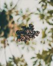 Branch with dry leaves in garden