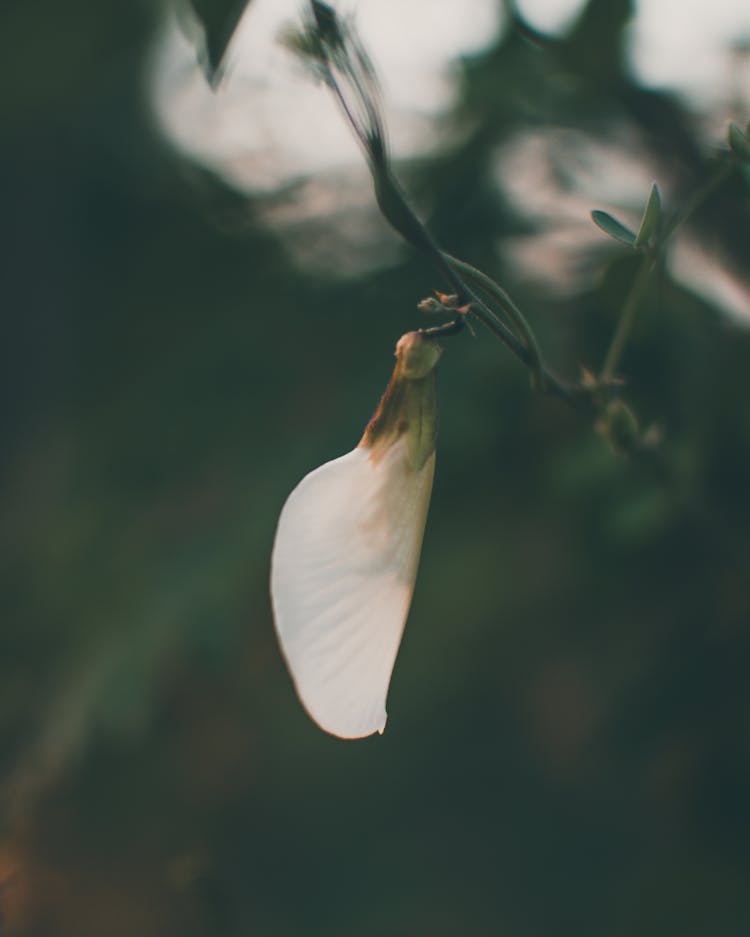 Thin Twig Of Green Pea Plant With Blooming White Flower