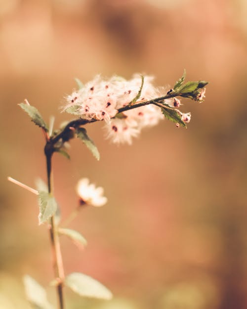 Free Small white fluffy flowers blossoming on thin delicate bent stem on sunny meadow Stock Photo