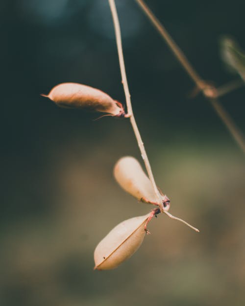 Dry leaves on thin scrub twig