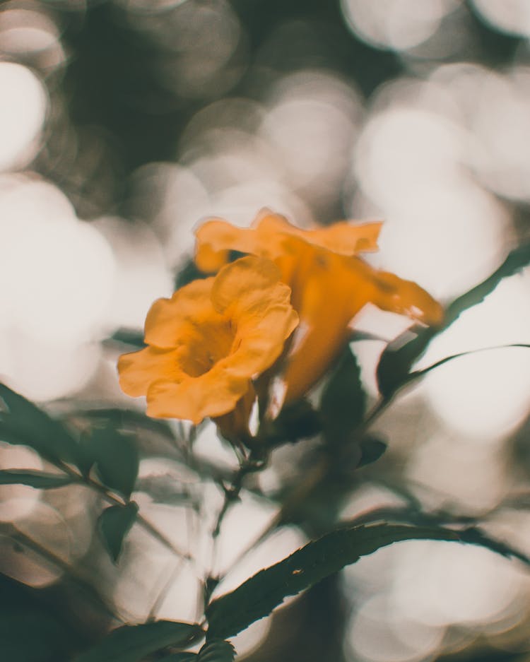 Tender Yellow Trumpetbush Flowering Plant Growing In Garden