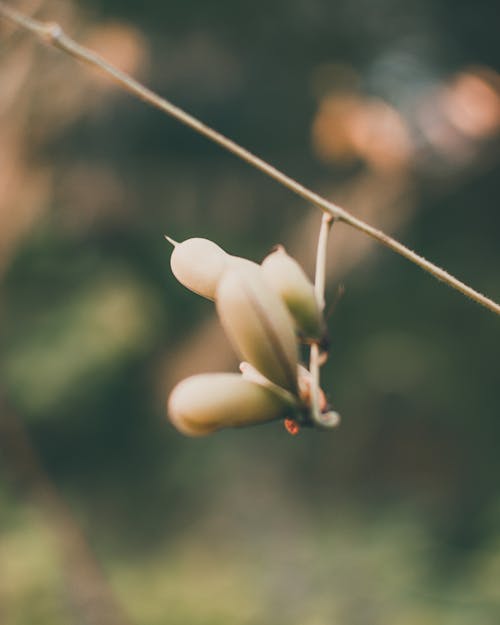 Closeup of thin branch of tree with plant seed pods against blurred forest