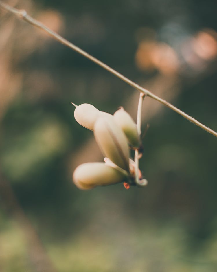 Seed Pods On Tree Growing In Woods