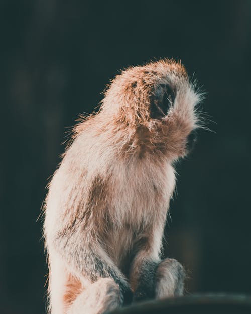 Free Cute small monkey sitting on tree branch in Stock Photo
