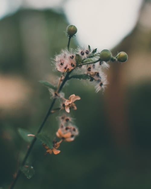 Closeup of buds and delicate flowers of blooming licorice weed plant growing in tropical forest